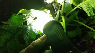 Recon the garden at night~ how to ID slugs & snails