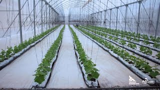 Next Gen Farming: How Ghanaian Graduates are cashing out from Greenhouses. #Entrepreneur #Technology