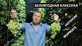 Виноградник Ярмолича Николая. Дарья, Аркадия, кишмиш Афродита.
