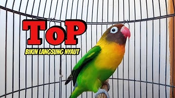 Lovebird NGEKEK PANJANG TOP Bikin BUNYI, DENGAR SEBENTAR Lovebird manapun Langsung NYAUT