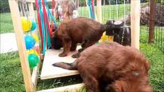 Physical exercise lesson - puppies briard by Joanna Dadej 263 views 6 years ago 4 minutes, 31 seconds