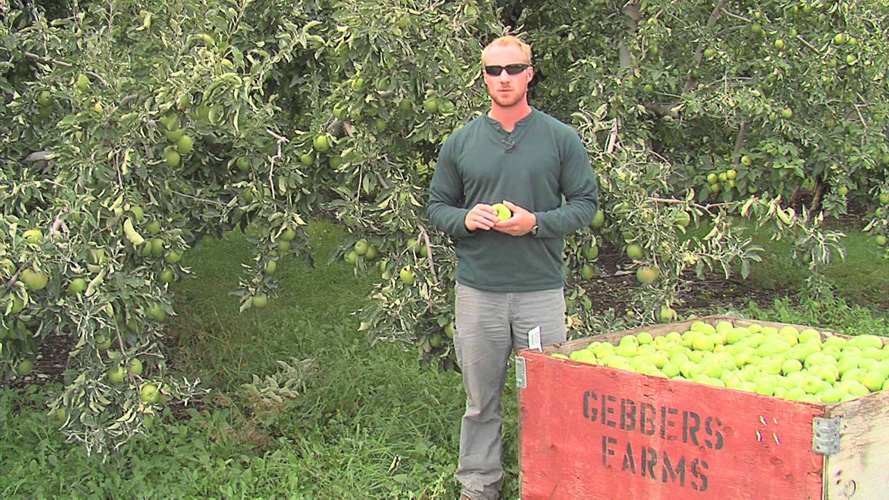 Granny Smith Apples from Washington State YouTube