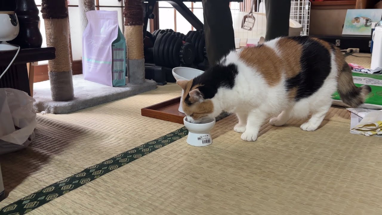 瞑想ねこ　三毛猫(〃ω〃)ミケさん 三毛猫】おやつ後はちゃんと働くミケ（2026年5月5日） - YouTube