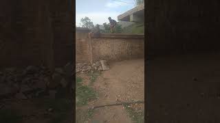 High Jump By Pitbull Dog