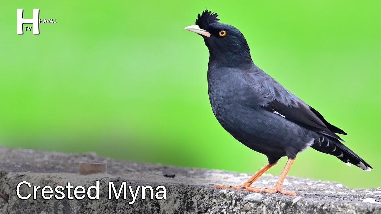 Crested Myna Bird Sounds
