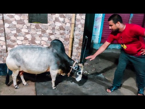 ভিডিও: কীভাবে পাখড়া যাবেন