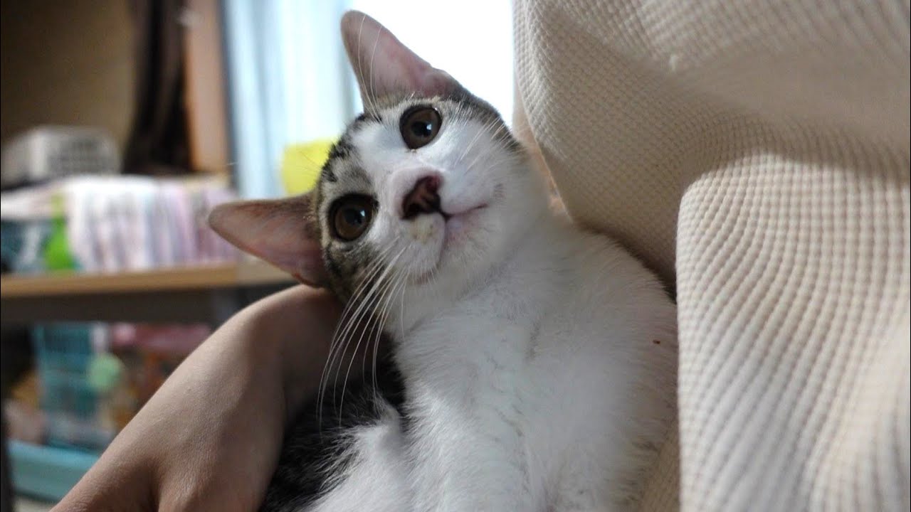 ゲリラ豪雨が怖くておしゃべりが止まらない子猫 - YouTube