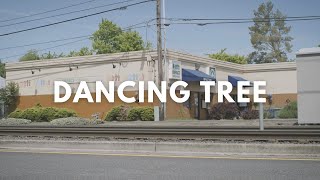Dancing Tree - Impact NW