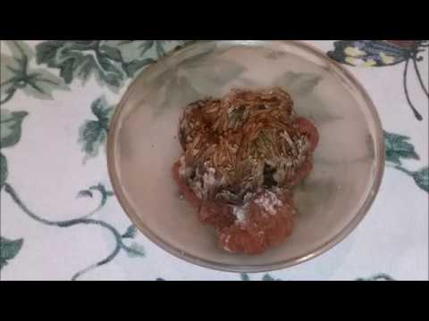 Time Lapse Air Plant Opening