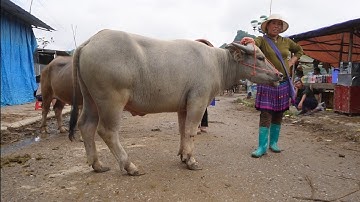 🇻🇳 TRÂU GIỐNG ĐẸP GIÁ CAO - CHỢ VÙNG CAO BẮC HÀ, LÀO CAI