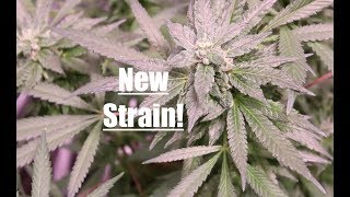 Now N Later x Nitro Cookies Garden Update + Highly Active Farms Merch!