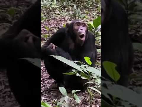 صوت الشمبانزي للمونتاج   