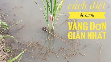 cách diệt ốc 🐌 bưu vàng hiệu quả cao