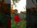 Rose | beautiful nature scenery video | mobile videography #shorts #rose