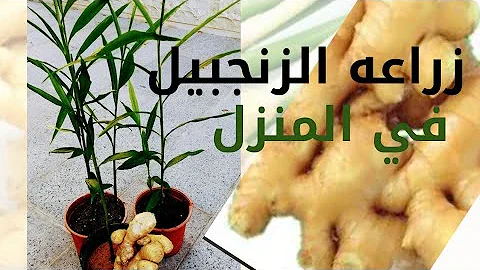 مشروع طريقة وكيفية زراعة الزنجبيل