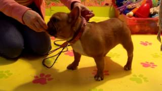 ava moving bait training conformation demo aristocrat french bulldogs