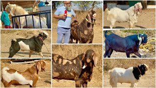 JD Goat Farm Ramadan Series Ep 7 - Fantastic Goats, Outstanding Palai Results