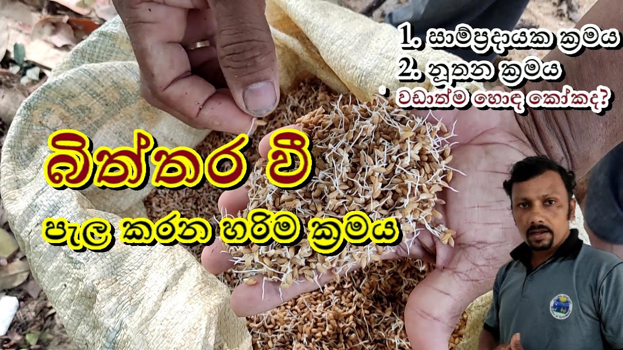 බිත්තර වී පැල කරගන්නේ කොහොමද