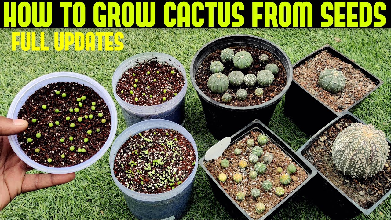 Grow Cactus From Seed 20 SUCCESS RATE
