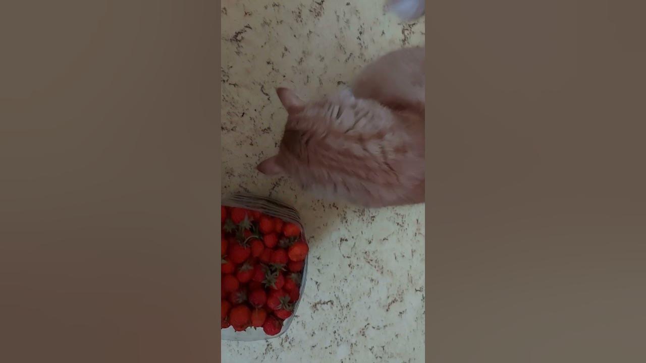 Любитель клубники #котики #кот #лето #клубника - YouTube