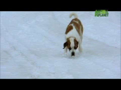 Dogs 101 - Saint Bernard - YouTube