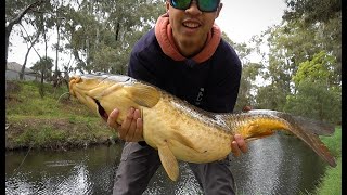 Torrens River Surface Fishing!