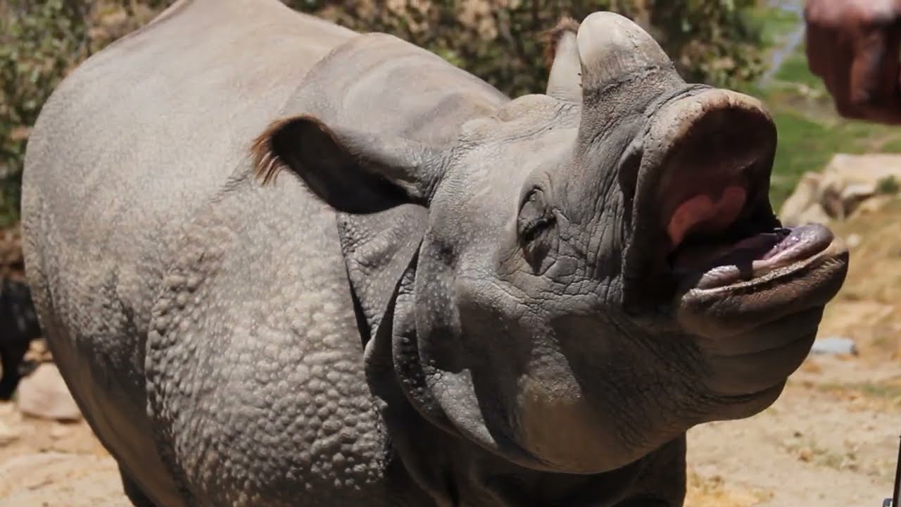 Rhinoceros - Eating Carrots - 3/4 View - HD - Animation Video Reference