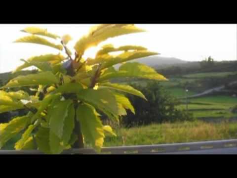 Young Chestnut Tree Bathing in Sunlight