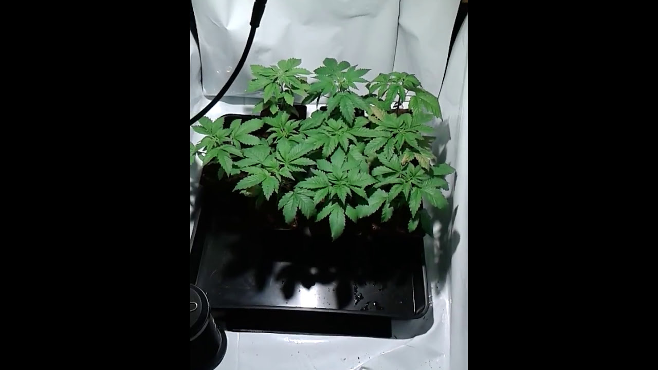 MIGRO Closet grow diary