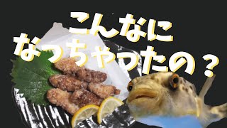 猛毒 釣って楽しい食べて美味しいクサフグを調理してみた Youtube