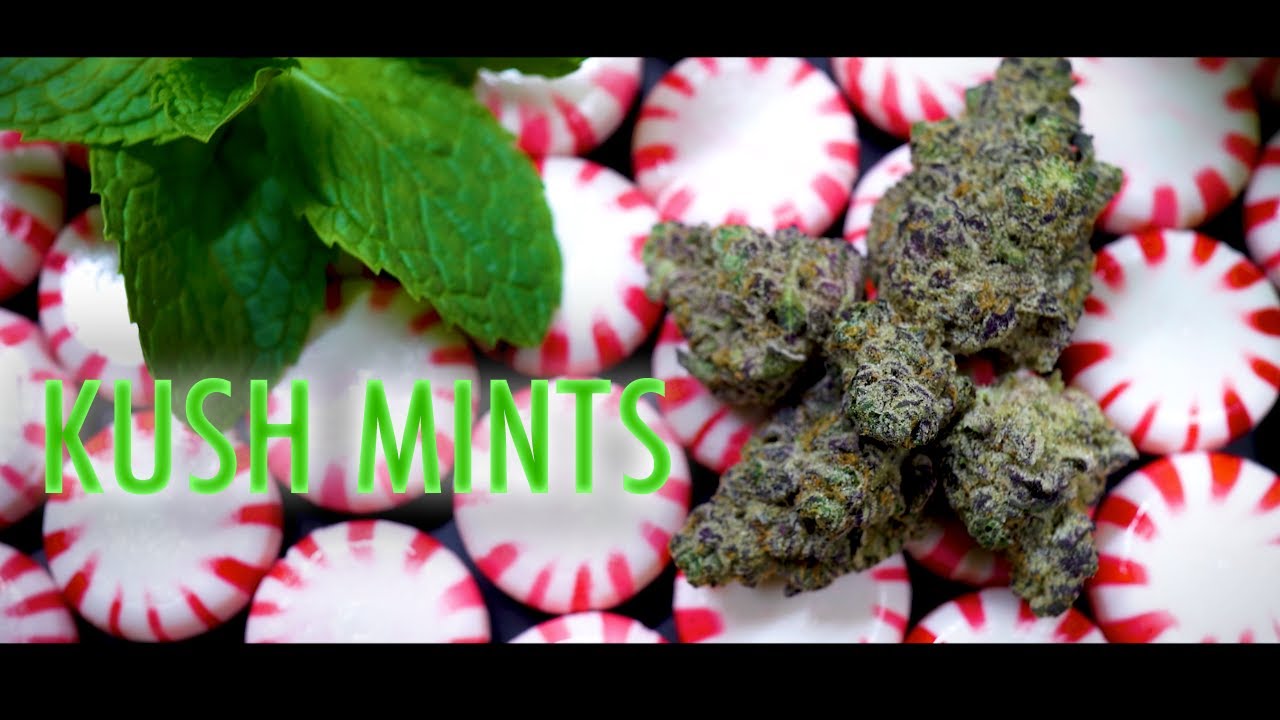 Kush Mints Cultivar Release | ORGANIC ALTERNATIVES