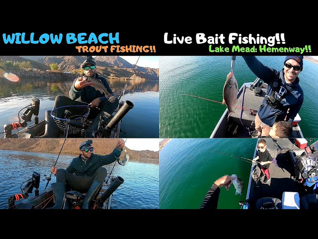 Las Vegas Winter Fishing: Willow Beach Trout Stock & Live Bait Fishing Lake  Mead 