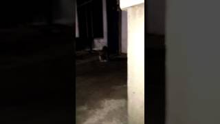 Mengumbar Nafsu, Anak Ronda