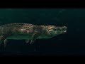 croc underwater