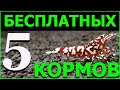 5 ДЕШЕВЫХ И БЕСПЛАТНЫХ КОРМОВ ДЛЯ АКВАРИУМНЫХ КРЕВЕТОК.КОРМ ДЛЯ КРЕВЕТОК.