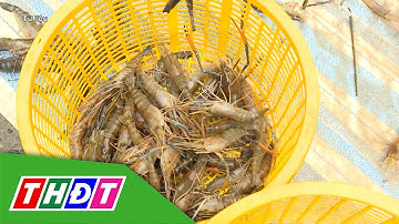 Xuất khẩu tôm tăng tốc ở thị trường Châu Á | THDT