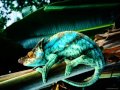 Herbie Hancock - Chameleon (WARNING: graphic)