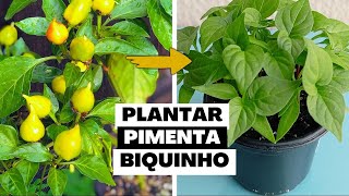 Como Plantar Pimenta Biquinho Em Casa Po A Po Fácil E Rápido