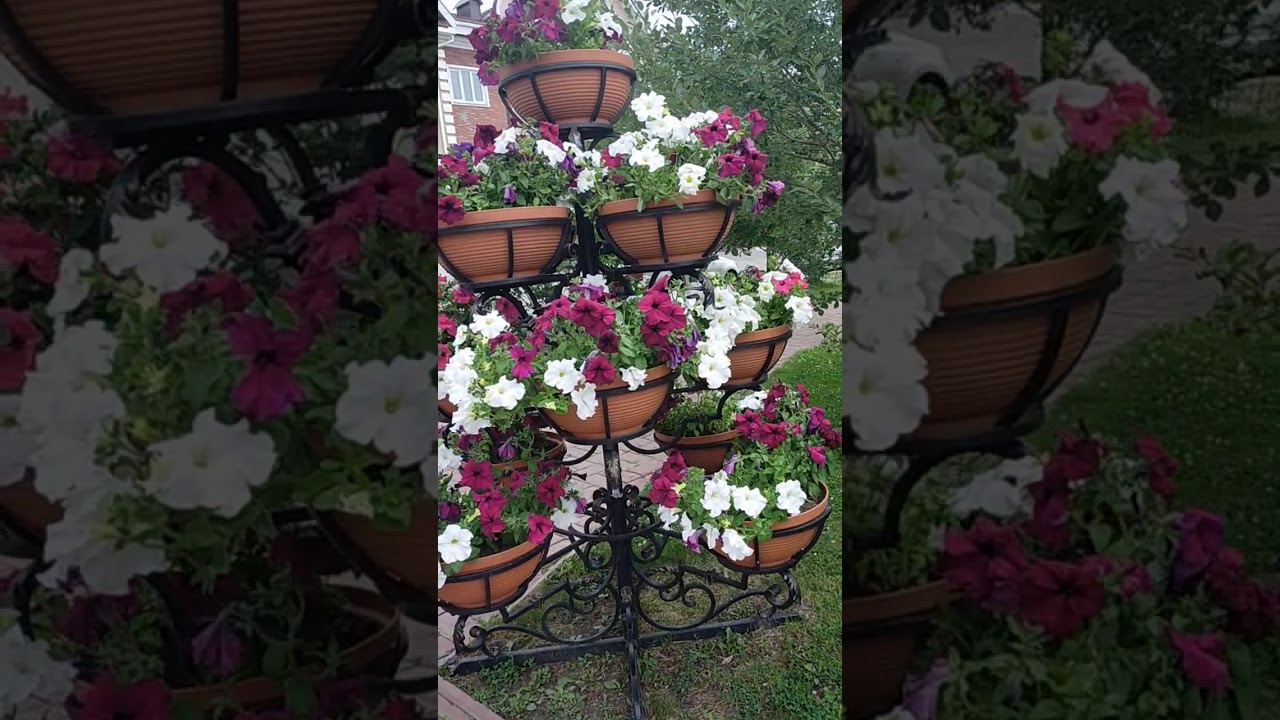 Common flowers in Russia YouTube