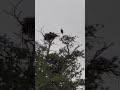 Lake George, CO bald eagle with three babies!