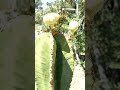 Euphorbia ingens, 15/6/26