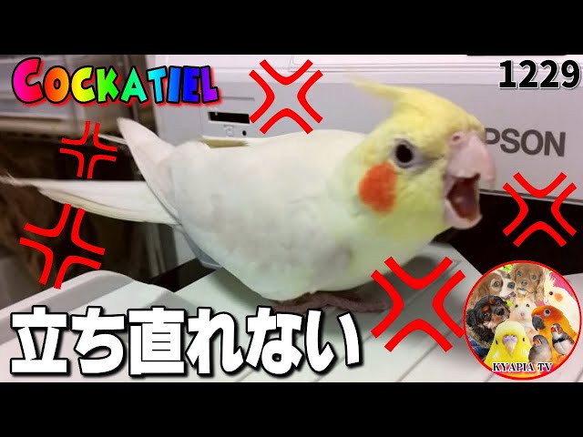オカメインコの愛情表現はこんなにも優しくて可愛いんです 鳥との暮らし動画 Cute Cockatiel 1239 Litetube
