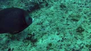 Ebenezer II wreck dive