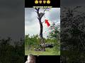 A leopard carefully sneaks in and launches an ambush on a wild dogtrending #youtubeshorts #animals