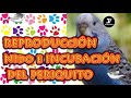 REPRODUCCIÓN NIDO E INCUBACIÓN DEL PERIQUITO | 10 DATOS CURIOSOS QUE NO SABÍAS DEL PERIQUITO