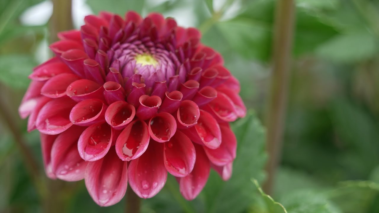 【Farmer Life 】ダリアの一年／Another year of Dahlia