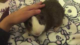 Foster Piggy Updates by SnowdropHedgie 1,547 views 11 years ago 4 minutes, 53 seconds