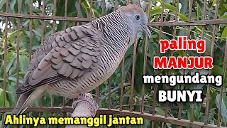 Suara Perkutut Betina memanggil Jantan - Paling MANJUR mengundang BUNYI JANTAN