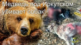 # 131 Вся СОЛЬ: Медведь под Иркутском убивает собак!