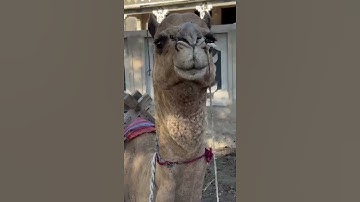 Camel is getting ready for heaving loading part 3 #animals #animallife #camel